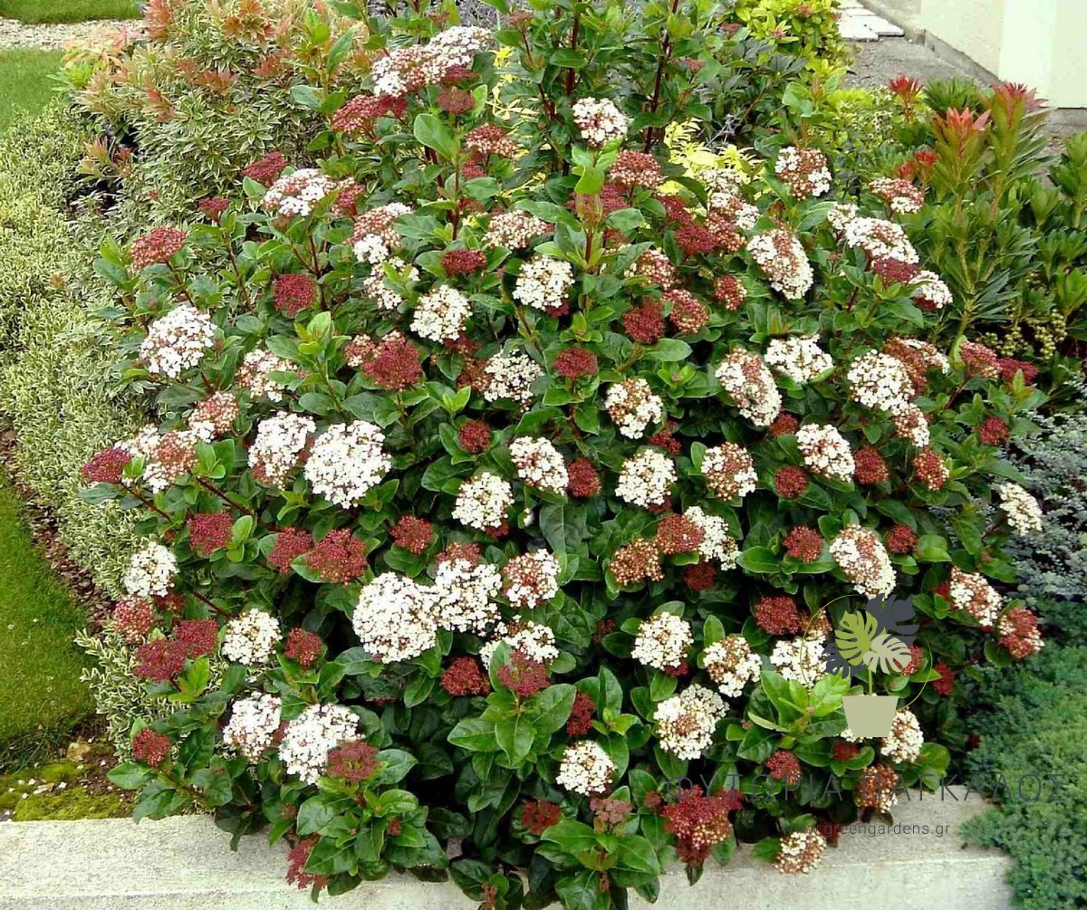 ΒΙΒΟΥΡΝΟ Viburnum tinus - 2